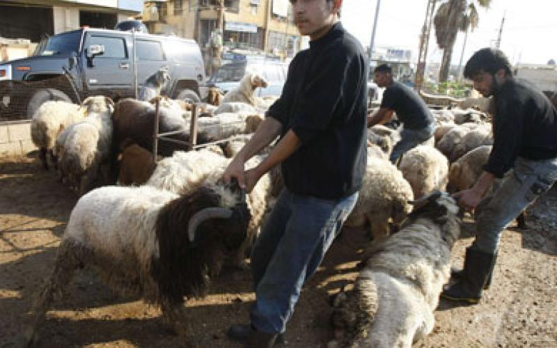 سكان في دير علا يشتكون من انتشار زرائب الأغنام وحظائر الأبقار 