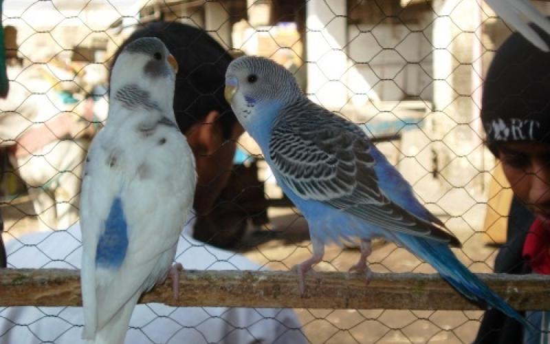 هواة وباعة الطيور يطلبون امانة عمان بسوق(فيديو)