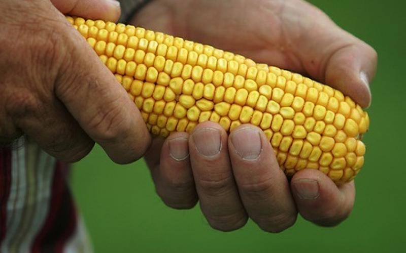 المصري :لم ندخل شحنات ذرة مصابة للاردن