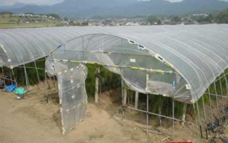  مصنع للبيوت الزراعية يلوث هواء منطقة البلاونة (فيديو)