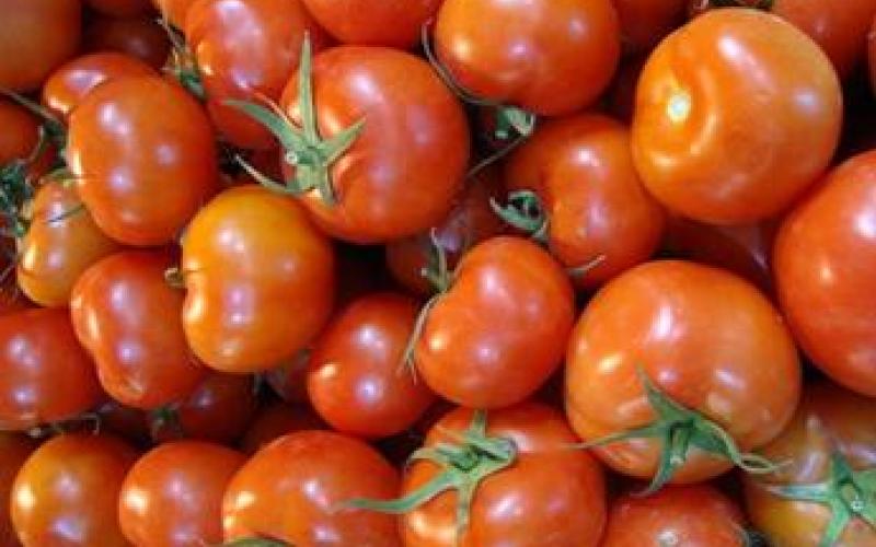 Wholesale market fees on tomato, watermelon decreased 