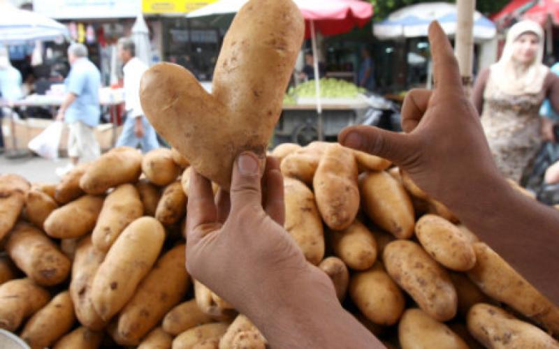 مزارعو بطاطا يهددون بإلقاء إنتاجهم أمام مبنى وزارة الزراعة (فيديو)