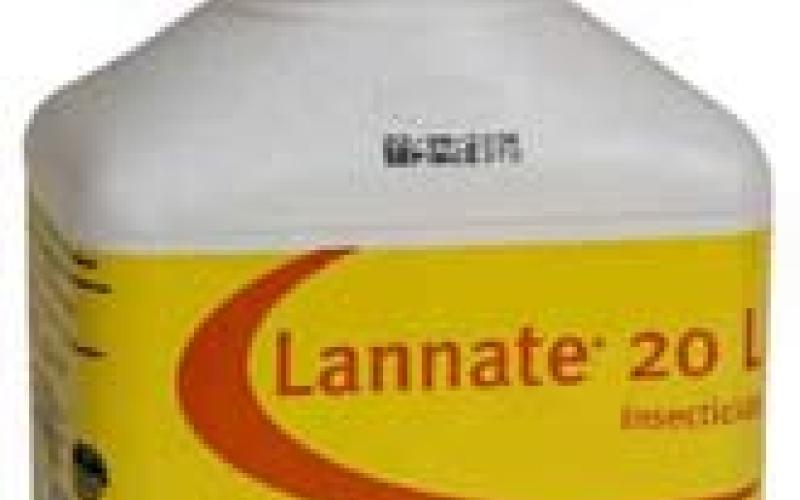 وفاة سيدة حامل تسمما في اللانيت 