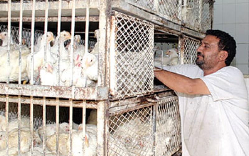 نتافات الدجاج مكاره صحية في احياء الزرقاء ..فيديو