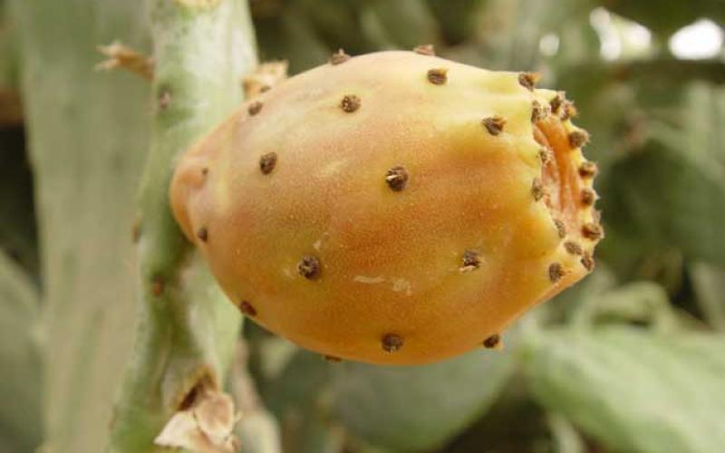 في وسط البلد عمان.. يبيعون "الصبر"! (فيديو)