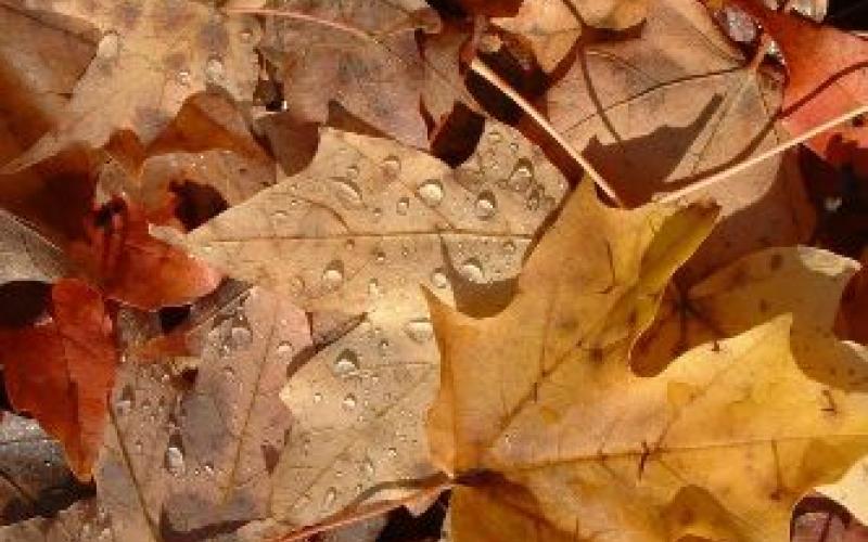 ورق أصفر مجموعة شعرية لمكاوي