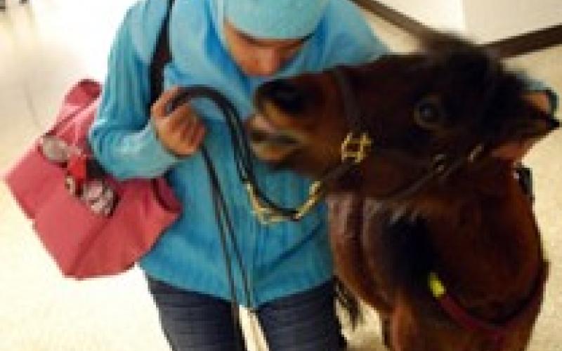 فرس يرافق ضريرة أردنية حتى في الجامعة