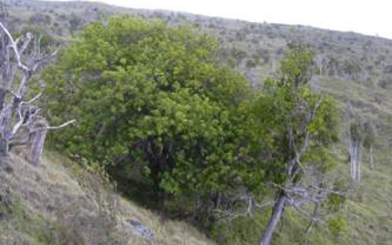 مزارعون دمرت مزارعهم بفعل الرياح يطالبون بالتعويض