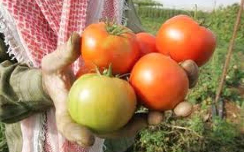 مزراعو الاغوار الوسطى لا فائدة من الحكومة الجديد