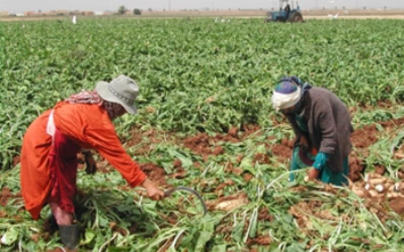 نساء أضناهن العمل في مزارع دير علا