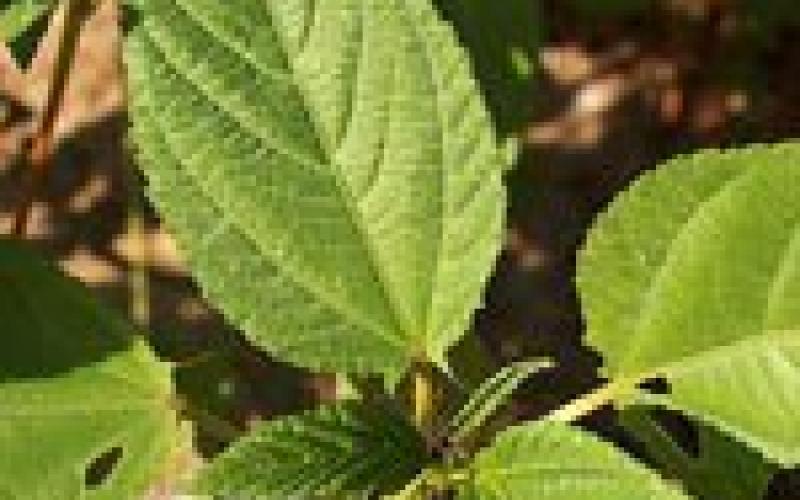 ملوخياتك وع الجسر: لقد قرفنا...! 