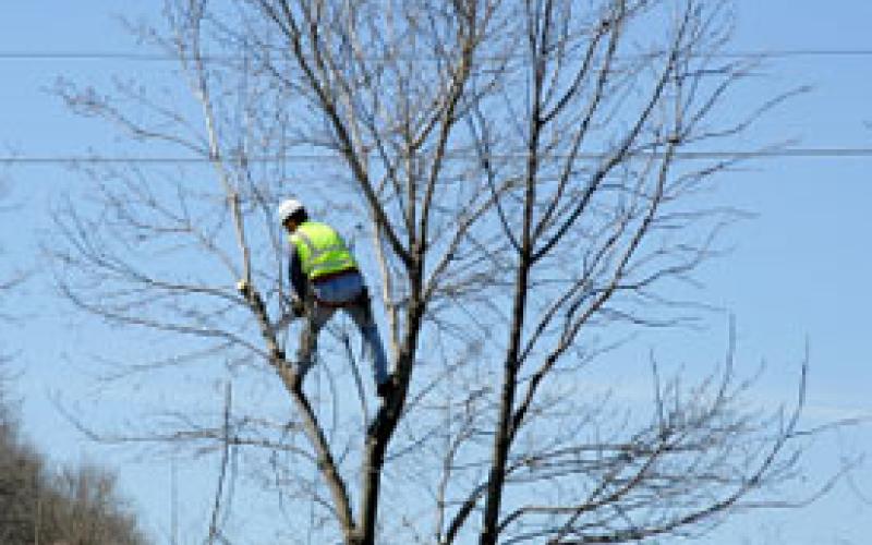 حماية الطبيعة تدعو الزراعة للحفاظ على الأشجار خلال مبادرة التقليم