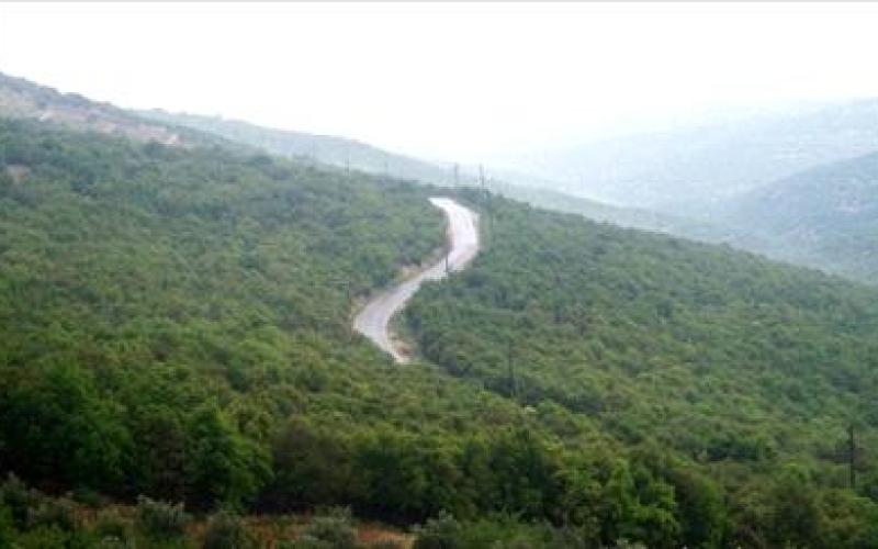 قطع 300 شجرة من غابات برقش يهدد المساحة الخضراء