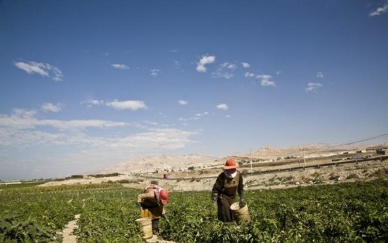 تقليص أعداد العمالة الوافدة يهدد القطاع الزراعي 