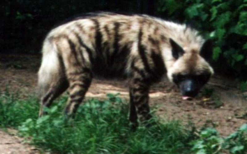 حيوان يفترس طفلة في الغور والأب يروي التفاصيل لعمان نت.. صوت 