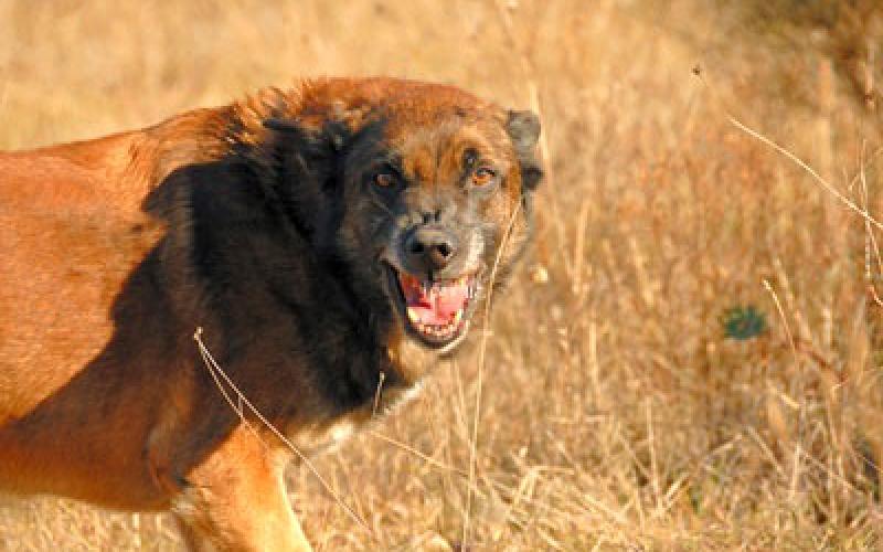 تحليل الحمض النووي لكلب يشتبه في افتراسه طفلة الغور