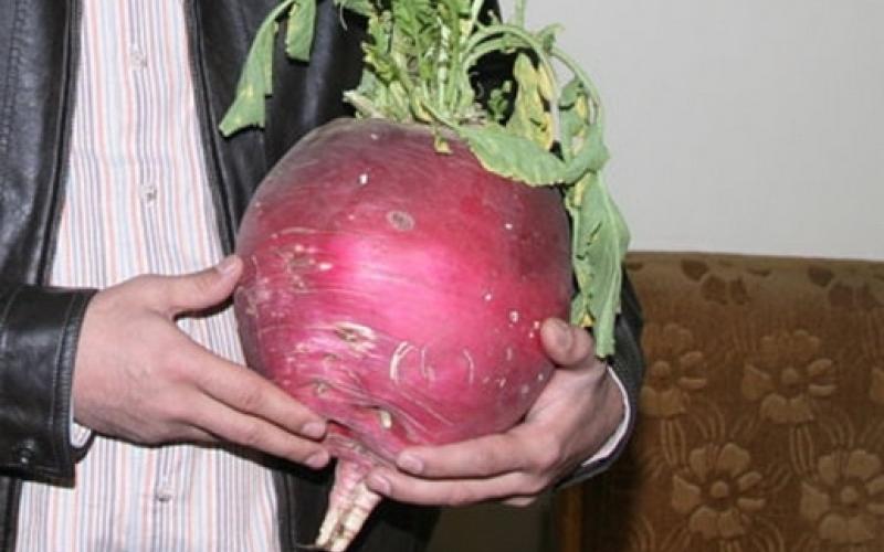 الشكل يطيح بطعم المزروعات المهرمنة والمزارعون يهربون إلى “البسطات” هربا من الرقابة