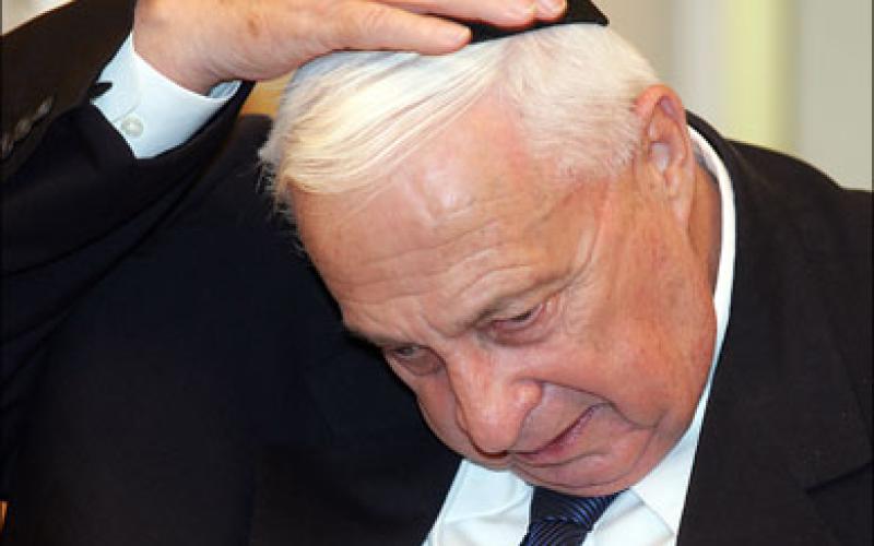 كتاب: شارون يرفض حصانا أردنيا أصيلا