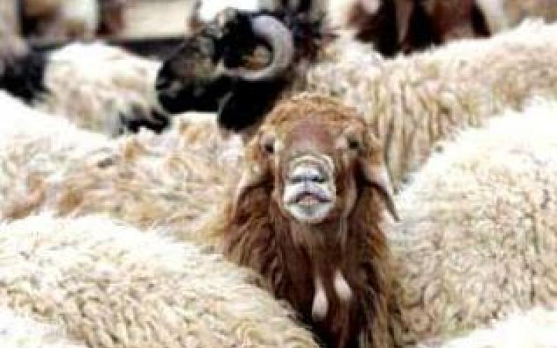 سعر الأضحية البلدي يصل 300 دينار 