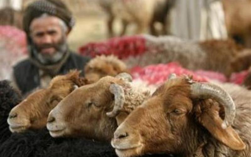 أمانة عمان تحدد المواقع والتعليمات الخاصة بالأضاحي 