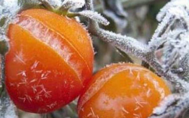 اللفحة المبكرة تصيب مزارع في الأغوار الجنوبية بسبب الصقيع