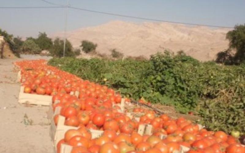 أزمة البندورة تنتظر الحل القادم من العراق