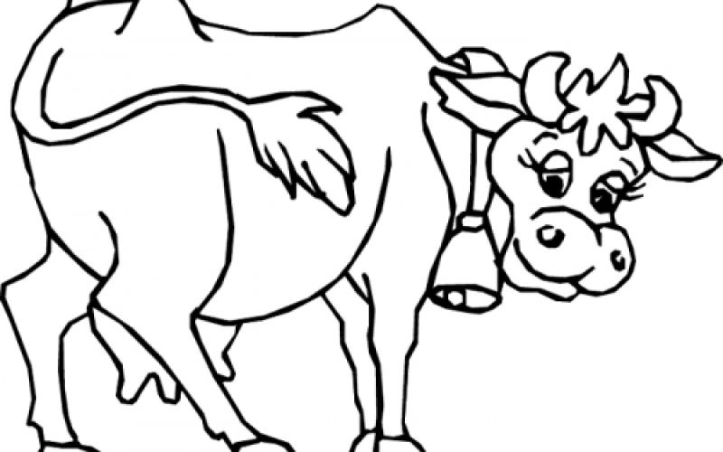 بقرة (التعليم العالي) و ما زال الحلب مستمر