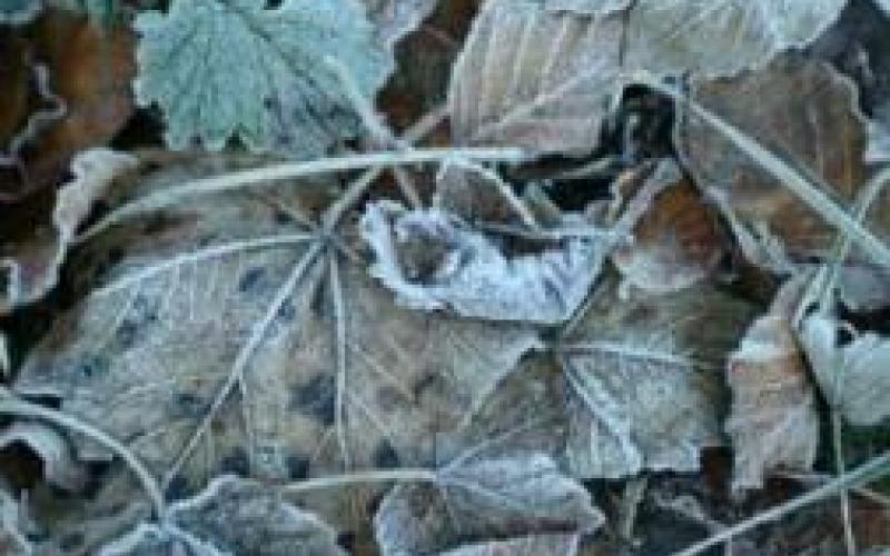 75 نائبا يطالبون بتعويض مزارعي الاغوار جراء الصقيع