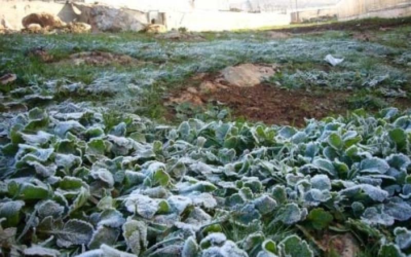 الزراعة: نسبة الأضرار بسبب الصقيق لا تتجاوز 25%