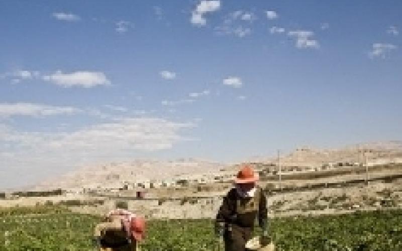 الحباشنة ينفي وقف تمويل المشاريع الزراعية