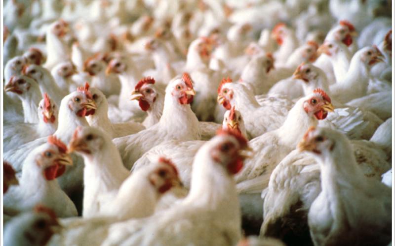 محيلان: العرض والطلب وراء ارتفاع أسعار الدواجن