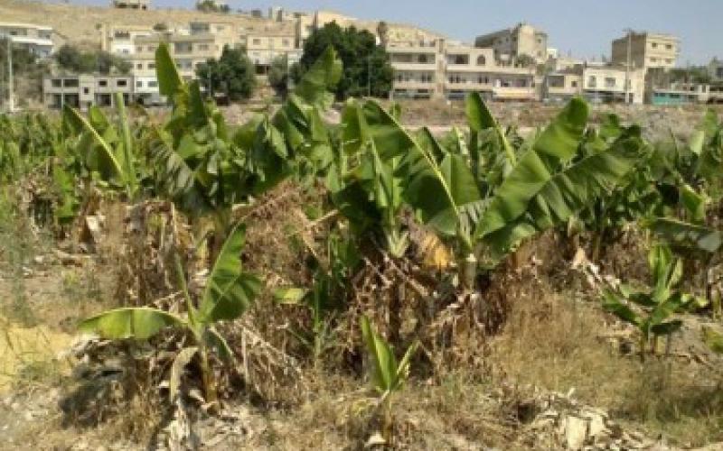 درجات الحرارة تلحق اضرارا بالثروة الحيوانية والنباتية