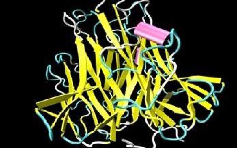 بين 5 الاف اردني ... ثلاثون مصابون بـ بهجت