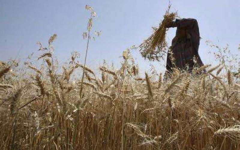 الزراعة تتسلم 20 ألف طن من القمح والشعير من المزارعين