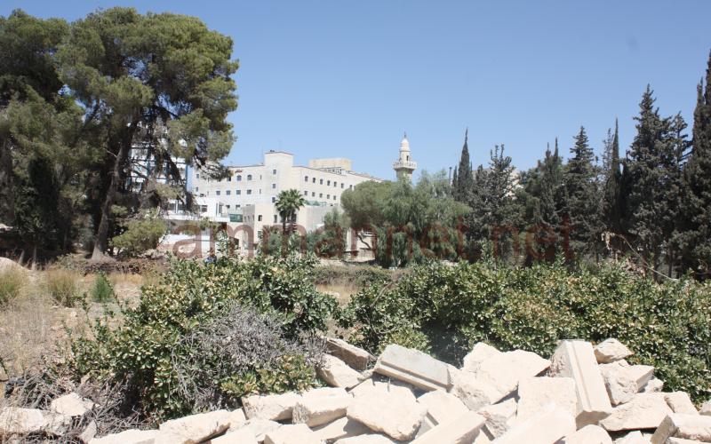 الحملة الاحتجاجية على ازالة اشجار العبدلي تستمر 