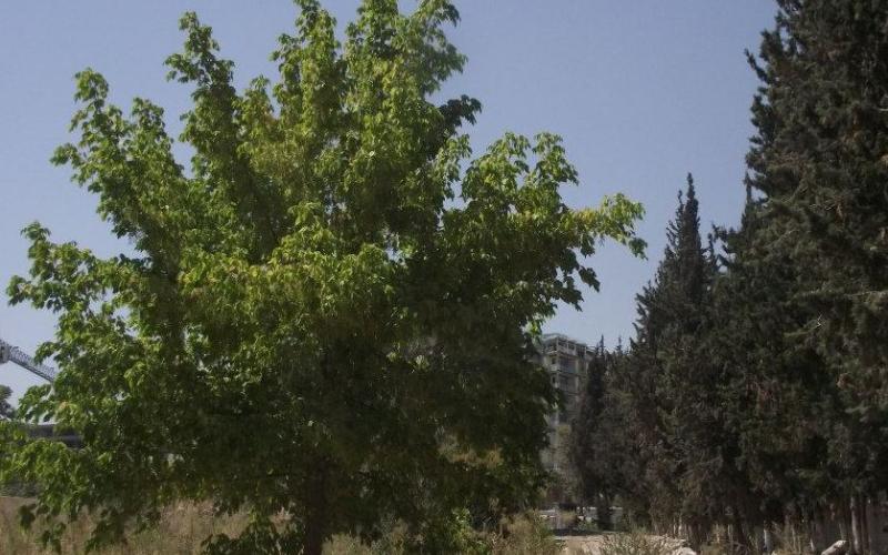 جهود لوقف قطع اشجار القيادة 