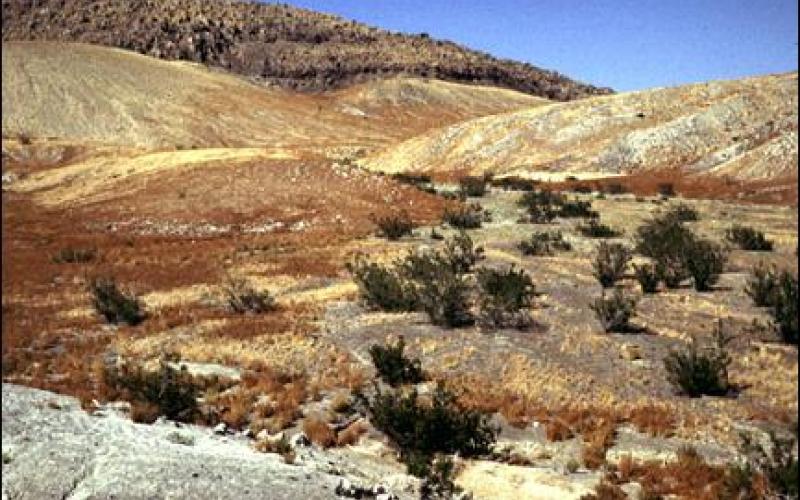 خبراء: الرقعة الخضراء في خطر