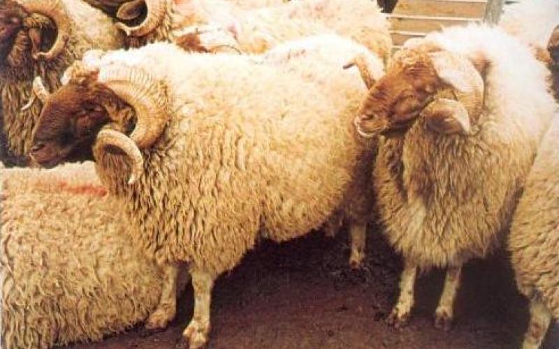 مربو الاغنام يحتجون على الاستيراد من سوريا 