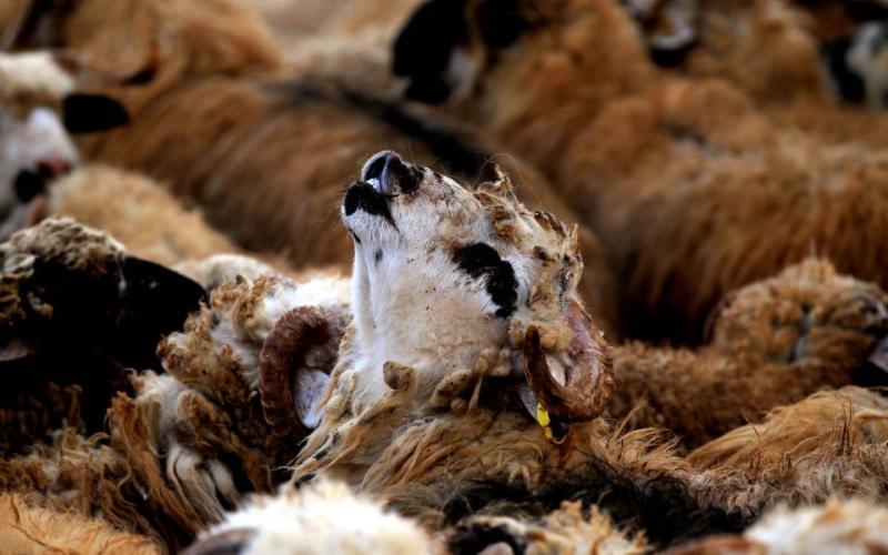 خاروف في حظيرة لبيع اضاحي العيد- عدسة محمد ابو غوش/ فيسبوك 