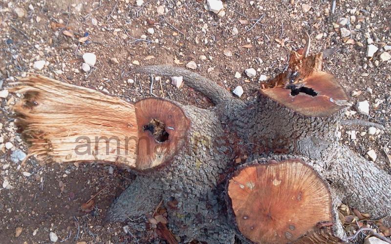 القطع العشوائي يطال اشجار شطنا.. صور 