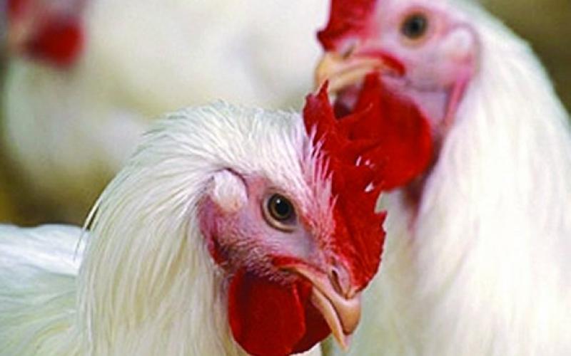 10 % نسبة ارتفاع اسعار الدواجن والملابس 