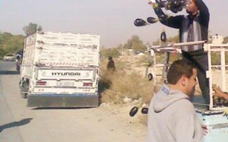 مزارعون يلقون بالباذنجان احتجاجاً على انخفاض اسعاره 