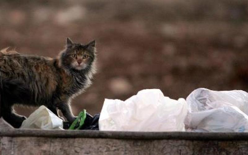 قط يفتش عن الطعام في حاوية النفايات- عدسة حمزة مزرعاوي/ فيسبوك 