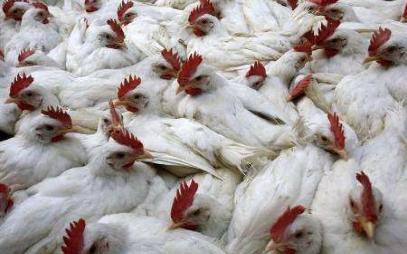 الصحة: لا إصابات بانفلونزا الطيور والطوارئ اجراء وقائي 