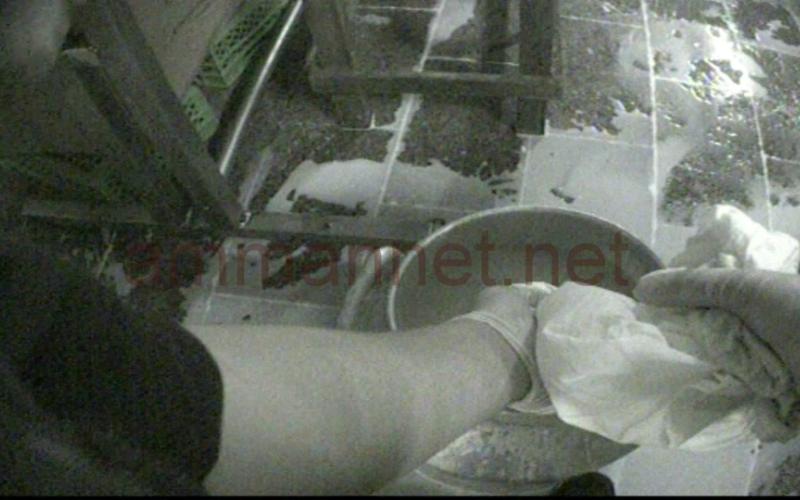 صورة توضح مخالفة شروط الصحة في احد مصانع الألبان- عدسة حنان خندقجي 