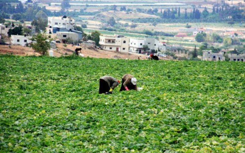الموسم المطري يبشر بانتعاش القطاع الزراعي