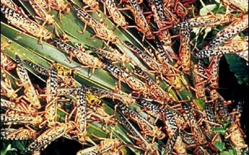 الدرك يتأهب لمواجهة الجراد 