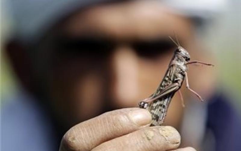 الاستنفار جنوب الخليل تحسبا لوصول الجراد