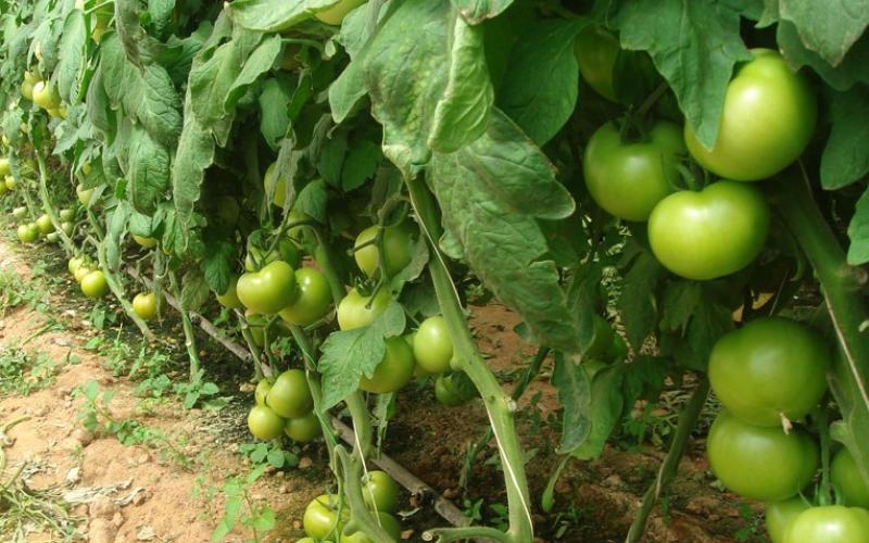 شركات زراعية تحذّر من ارتفاع الاسعار في حال إغلاقها