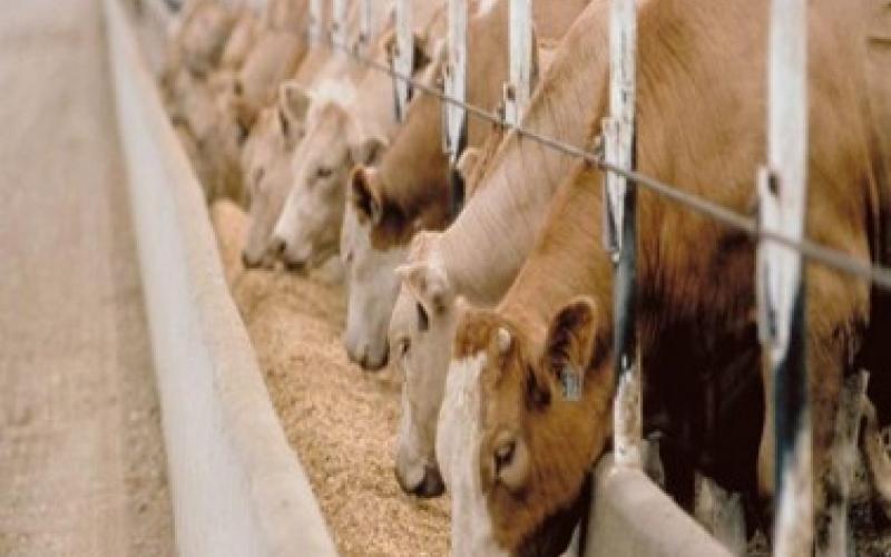 مرض العقد الجلدية مصدره شمال فلسطين والجولان